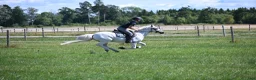 Allround hästar till salu: Allround Connemara  - Annons 3