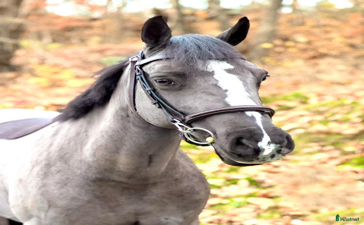  hästar i Fjärås - Annons 1