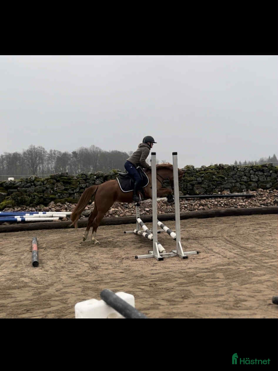 Hoppning hästar till salu: För dig som satsar på ungponny Sm 2026 i Broaryd - Annons 1