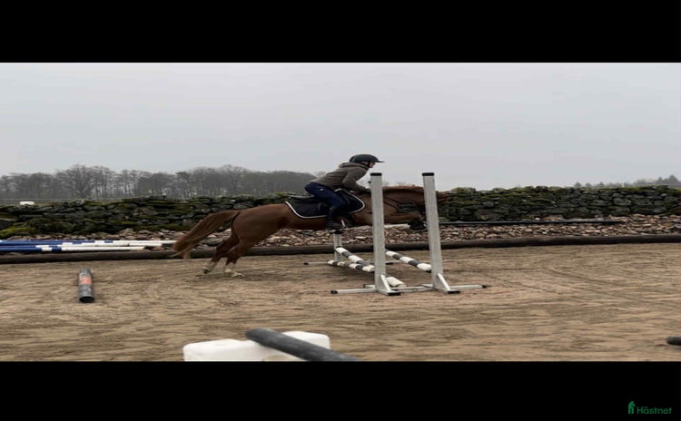  hästar i Broaryd - Annons 1