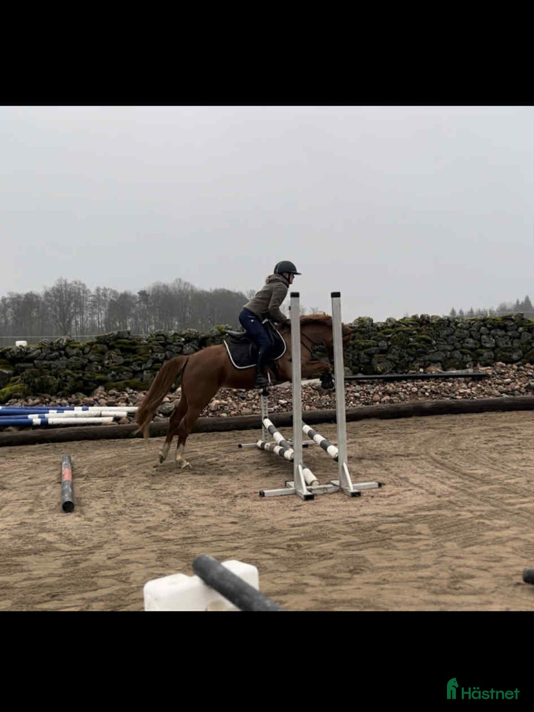 Hoppning hästar till salu: För dig som satsar på ungponny Sm 2026 i Broaryd - Annons 1