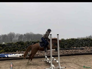 Hoppning hästar till salu: För dig som satsar på ungponny Sm 2026 i Broaryd - Annons 1