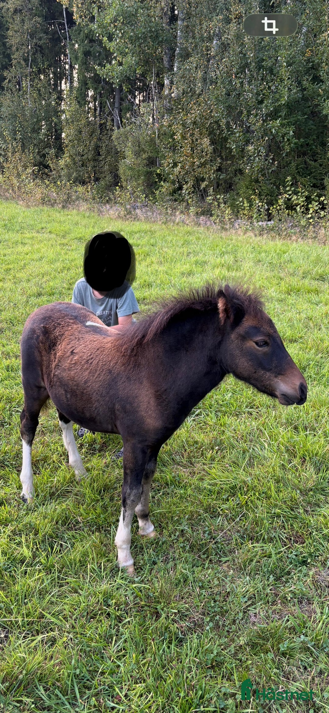 Allround hästar till salu: Trevlig kompis i Kil - Annons 3