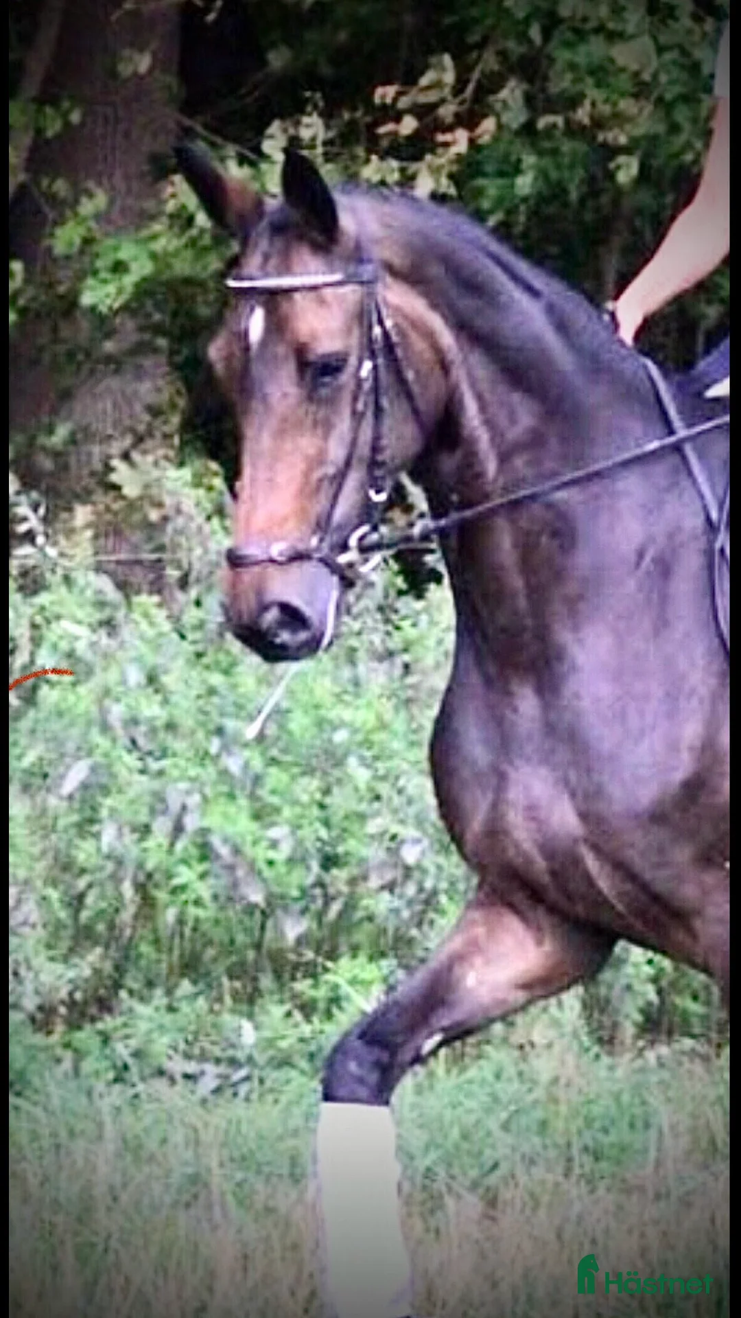 Dressyr hästar till salu: Ljuvligt dressyrsto  i Klippan - Annons 2
