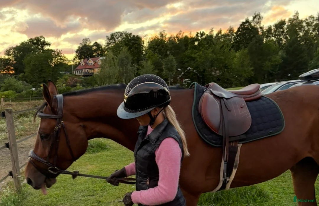 Sadlar hästutrustning till salu: Renaissance väldigt fint skick i Ekerö - Annons 2