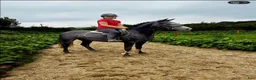Hoppning hästar till salu: Connemara mare - Annons 1