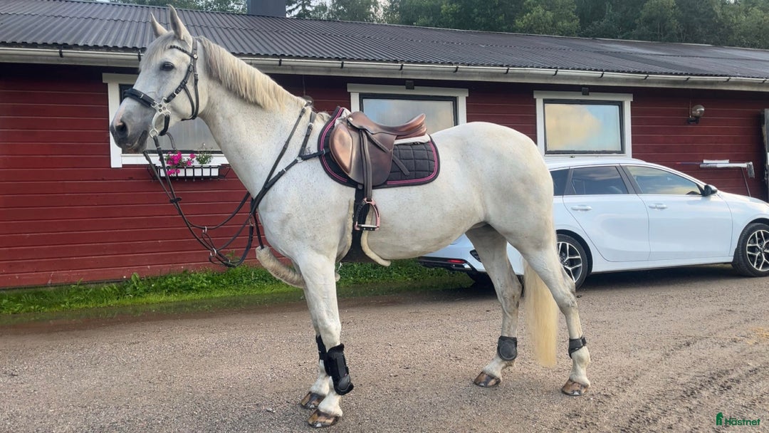 Allround hästar till salu: Fantastiskt sto i Gällö - Annons 2