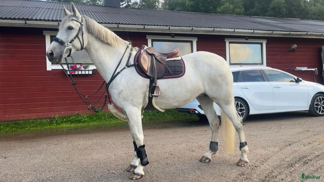 Allround hästar till salu: Fantastiskt sto i Gällö - Annons 2