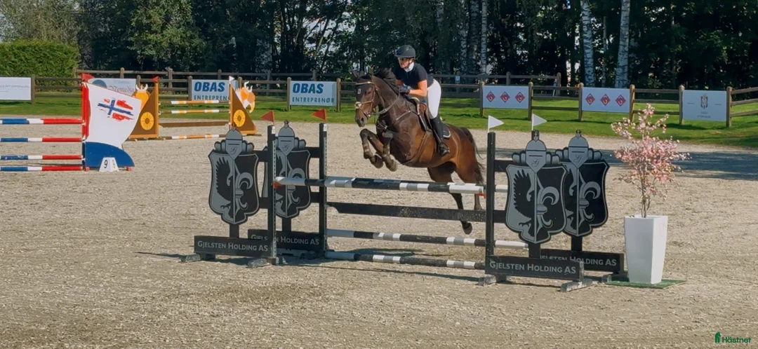 Hoppning hästar till salu: Fantastisk hoppe med mye ubrukt potensiale  i Gjerdrum - Annons 7