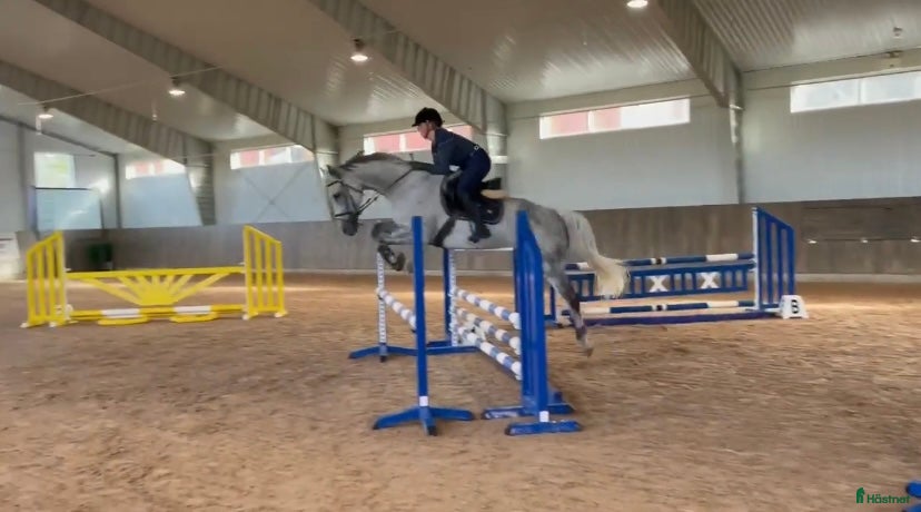  hästservice finnes: Söker du/ni en ny tränare?  - Annons 2