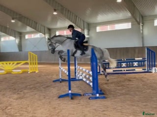 hästservice Söker du/ni en ny tränare? - Annons 1