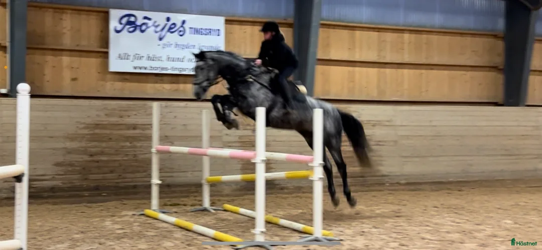 Hoppning hästar till salu: Valack med karaktär  - Annons 2