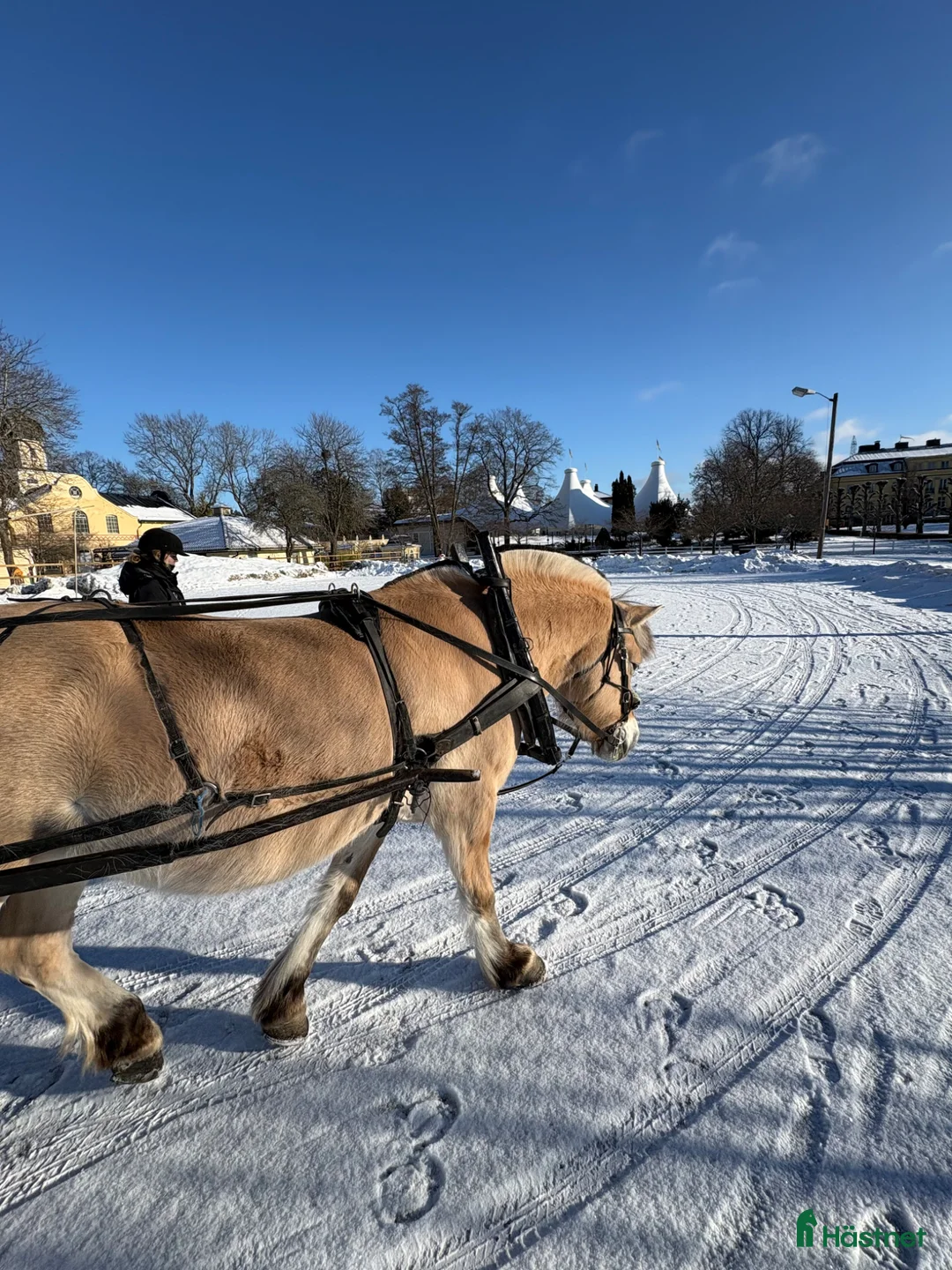 Körning hästar till salu: Diplomsto - Annons 5