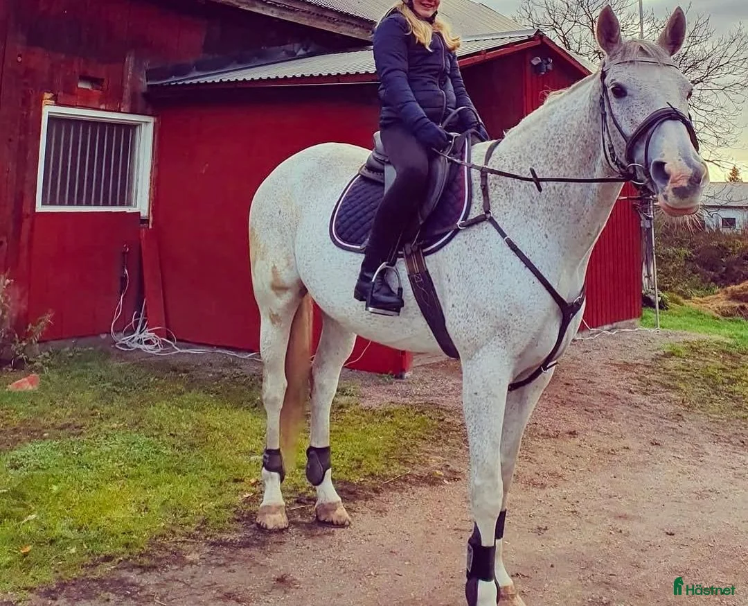 Avelshästar hästar till salu: Avelssto/promenadhäst - Annons 2