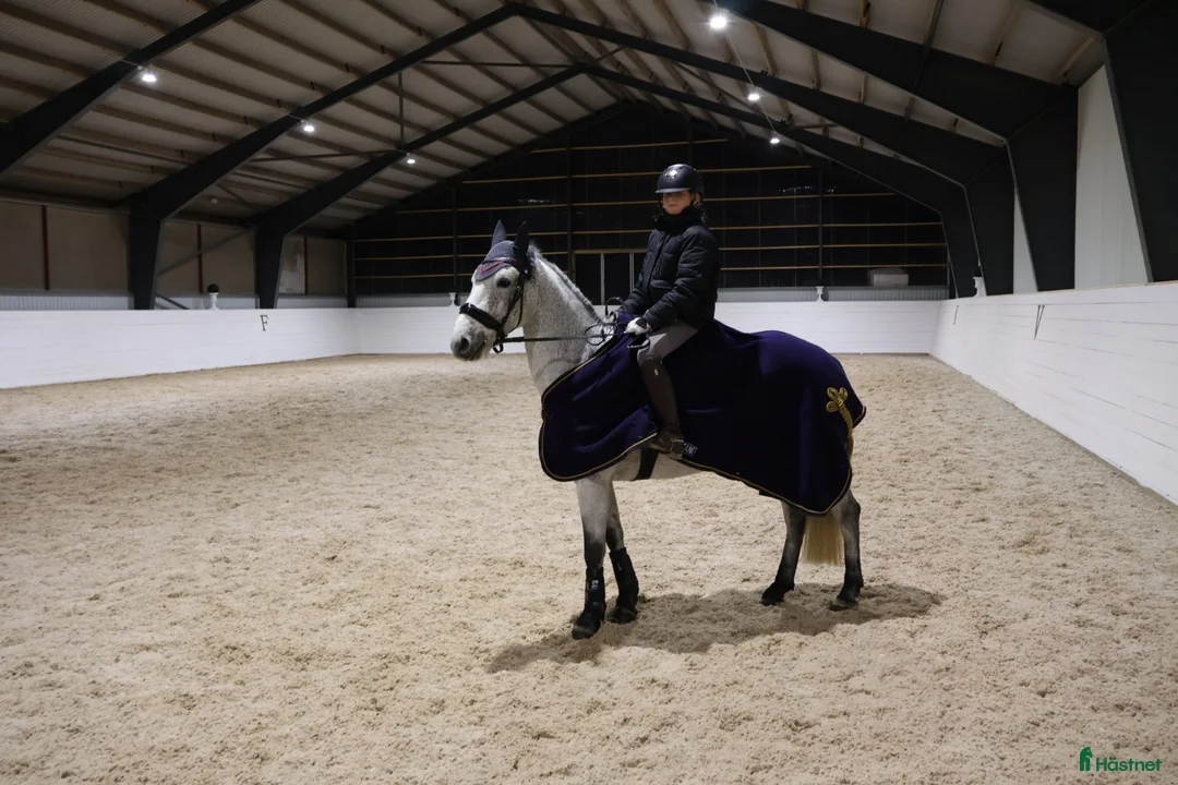 Allround hästar till salu: Reg. Connemara valack! FILM 🌟 - Annons 2