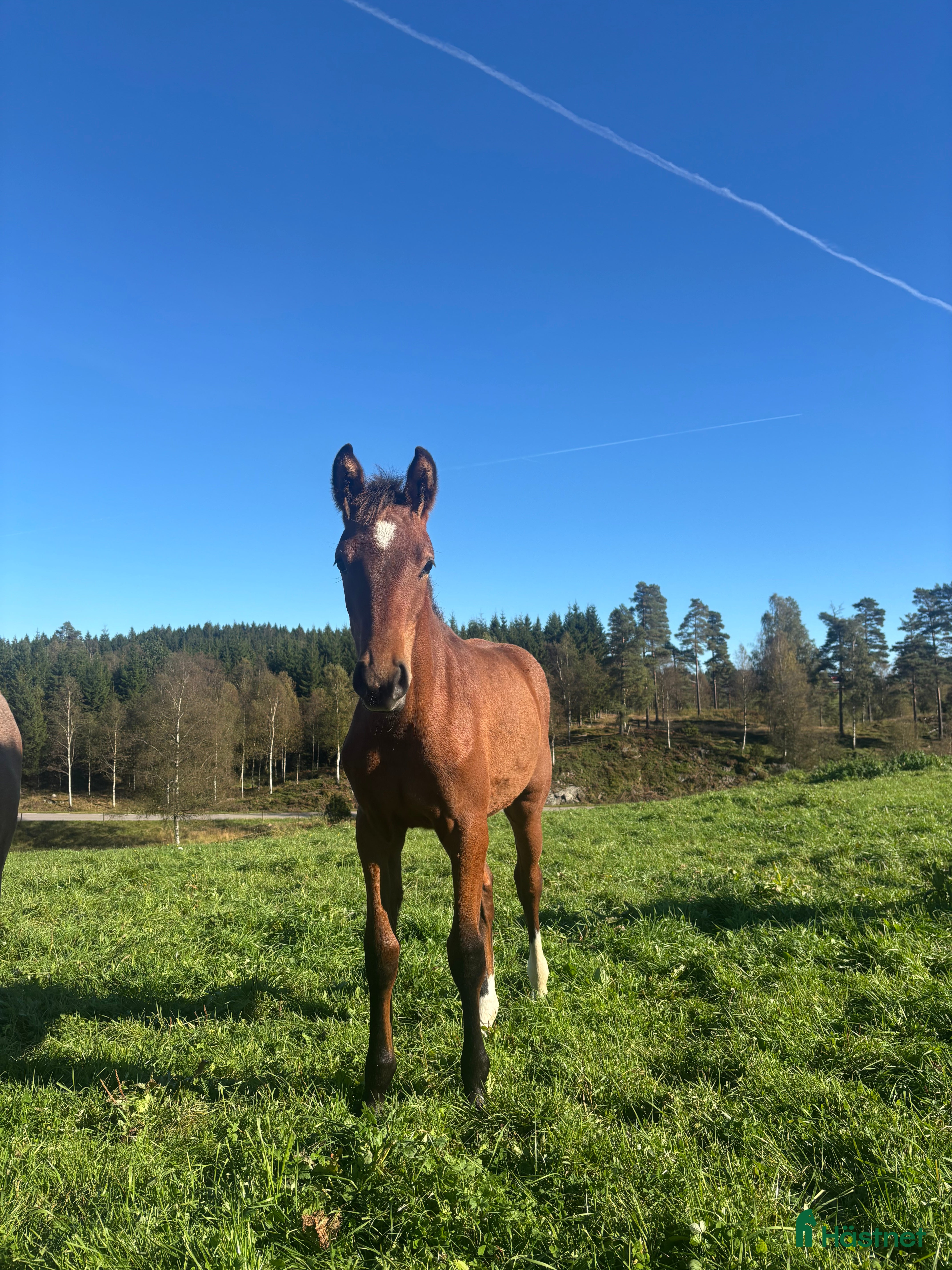 Hoppning hästar till salu: Framtida topp sto e. Pegase van’t Ruytershof! i Ullared - Annons 1