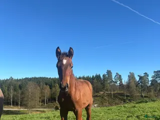 hästar Framtida topp sto e. Pegase van’t Ruytershof! i Ullared - Annons 1