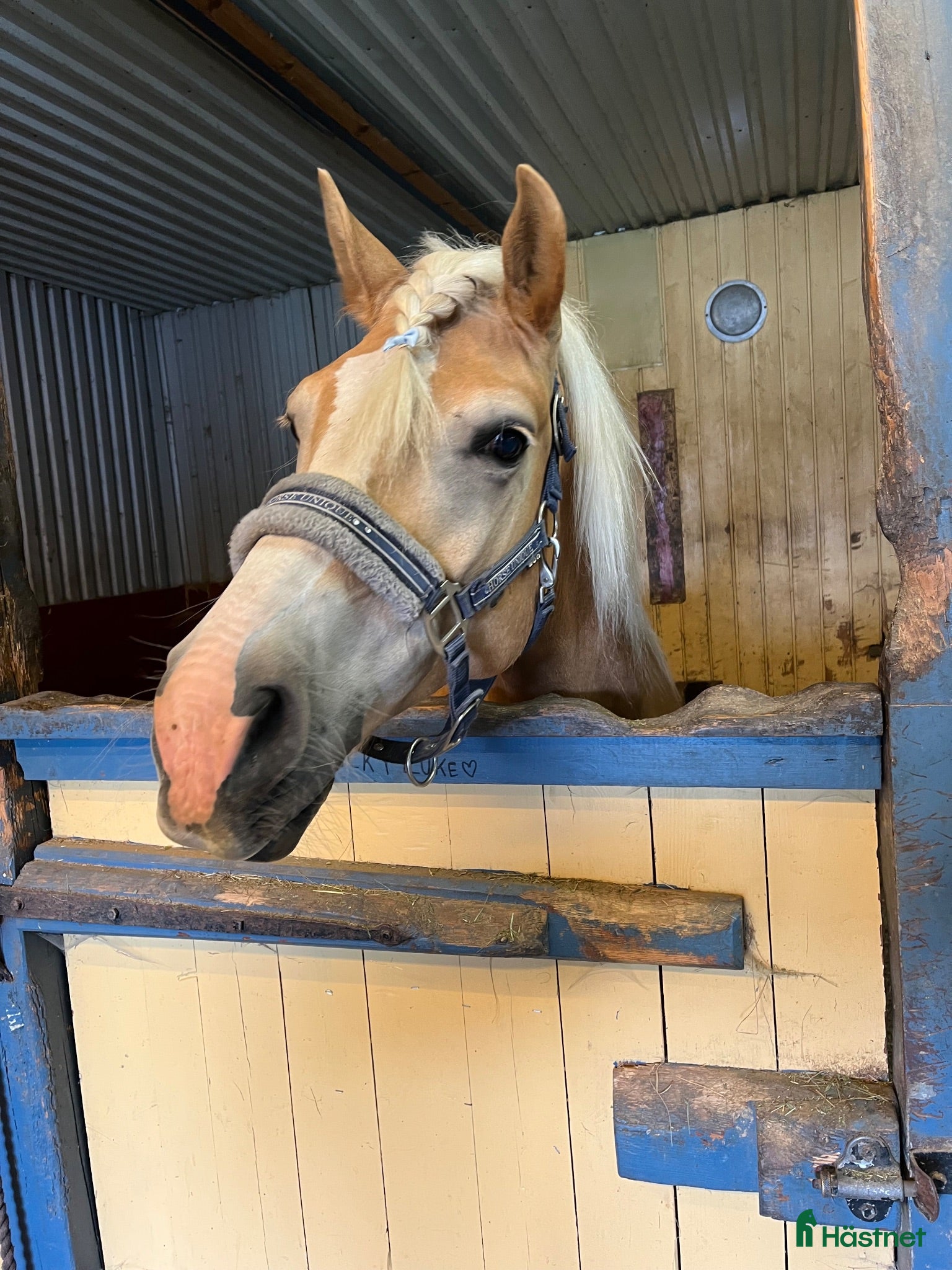  hästar Härlig Haflinger 7 år⭐️ - Annons 2