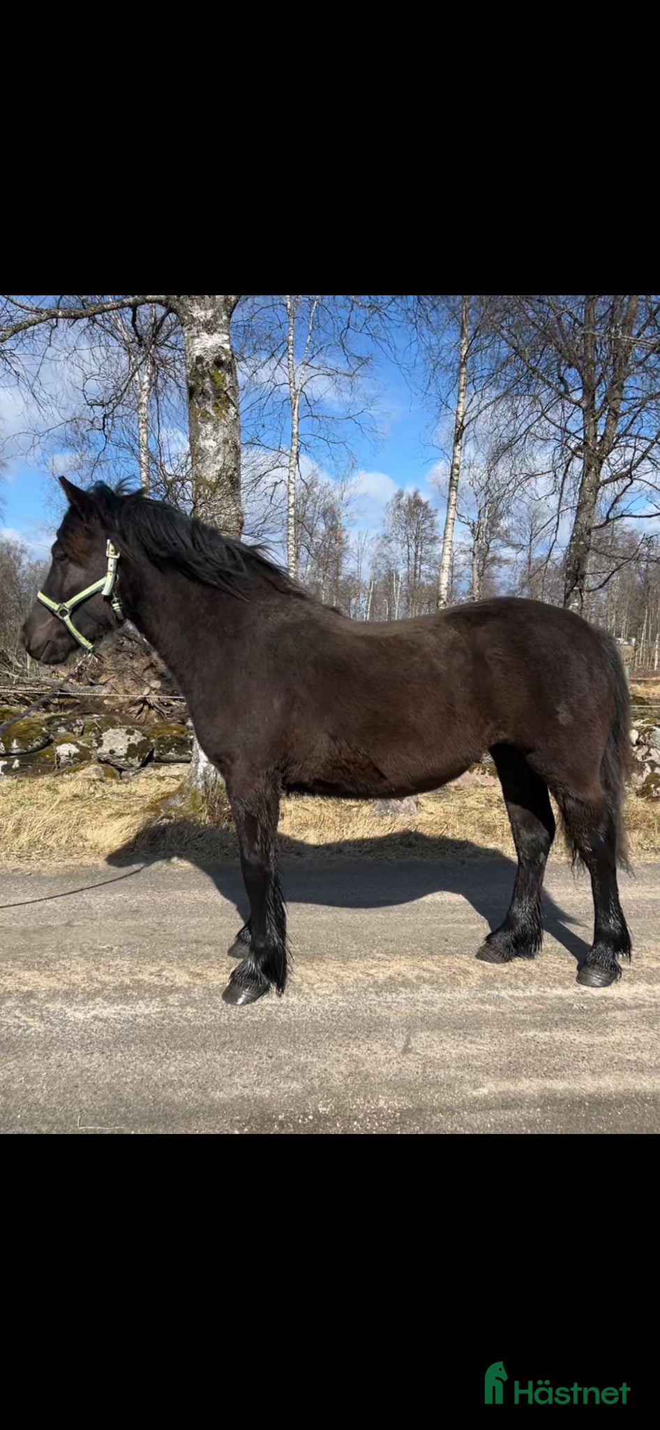  hästar Nordsvenskt sto - Annons 2