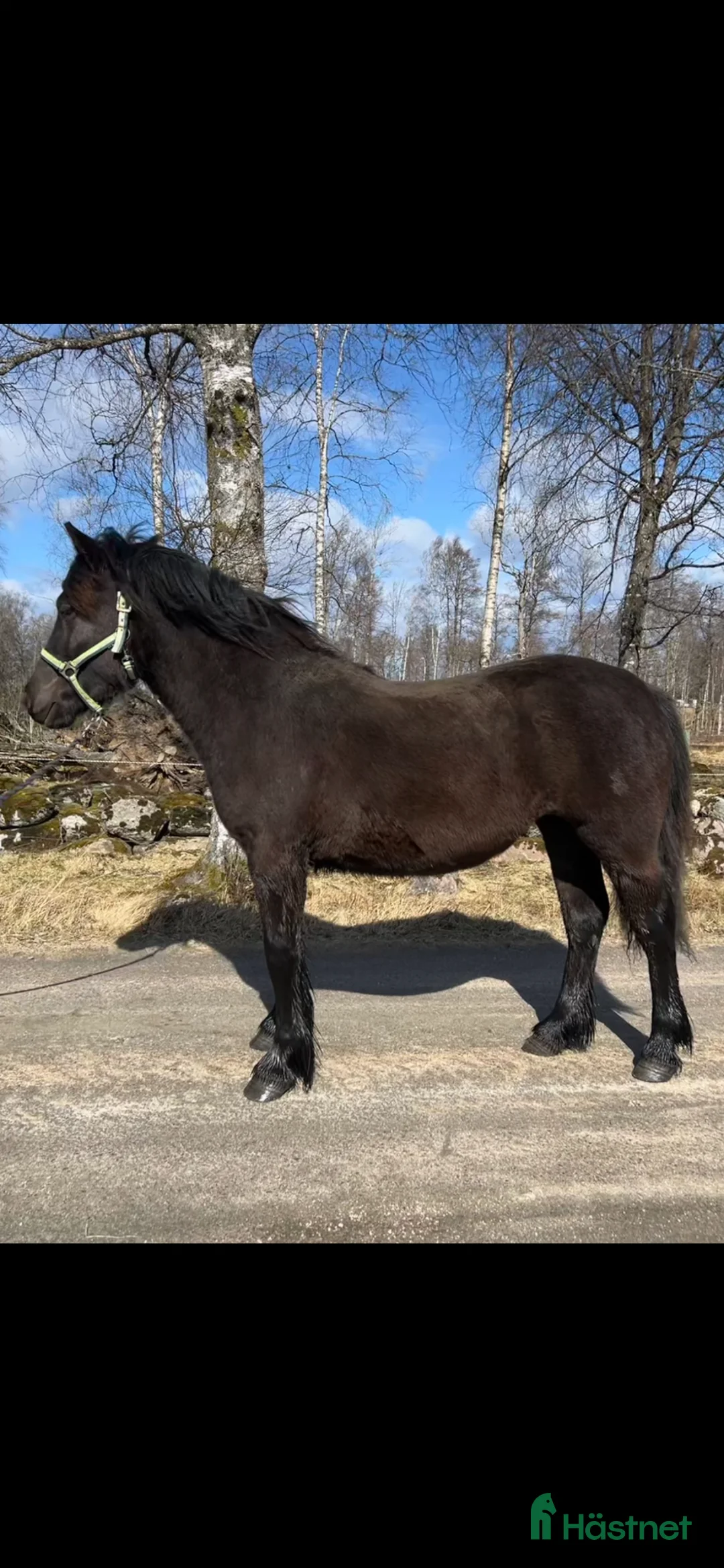 Allround hästar till salu: Nordsvenskt sto - Annons 1