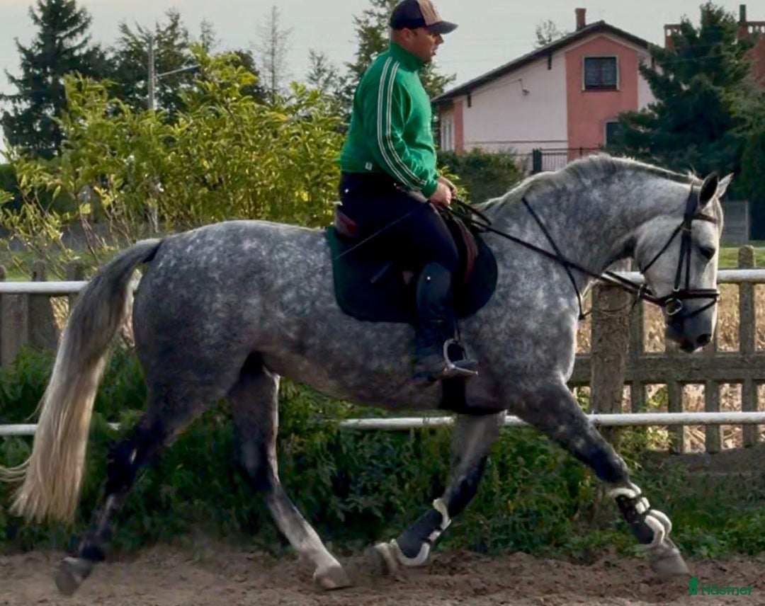 Allround hästar till salu: Bella–gorgeous 4-year-old mare for everyone i Stockholm - Annons 8