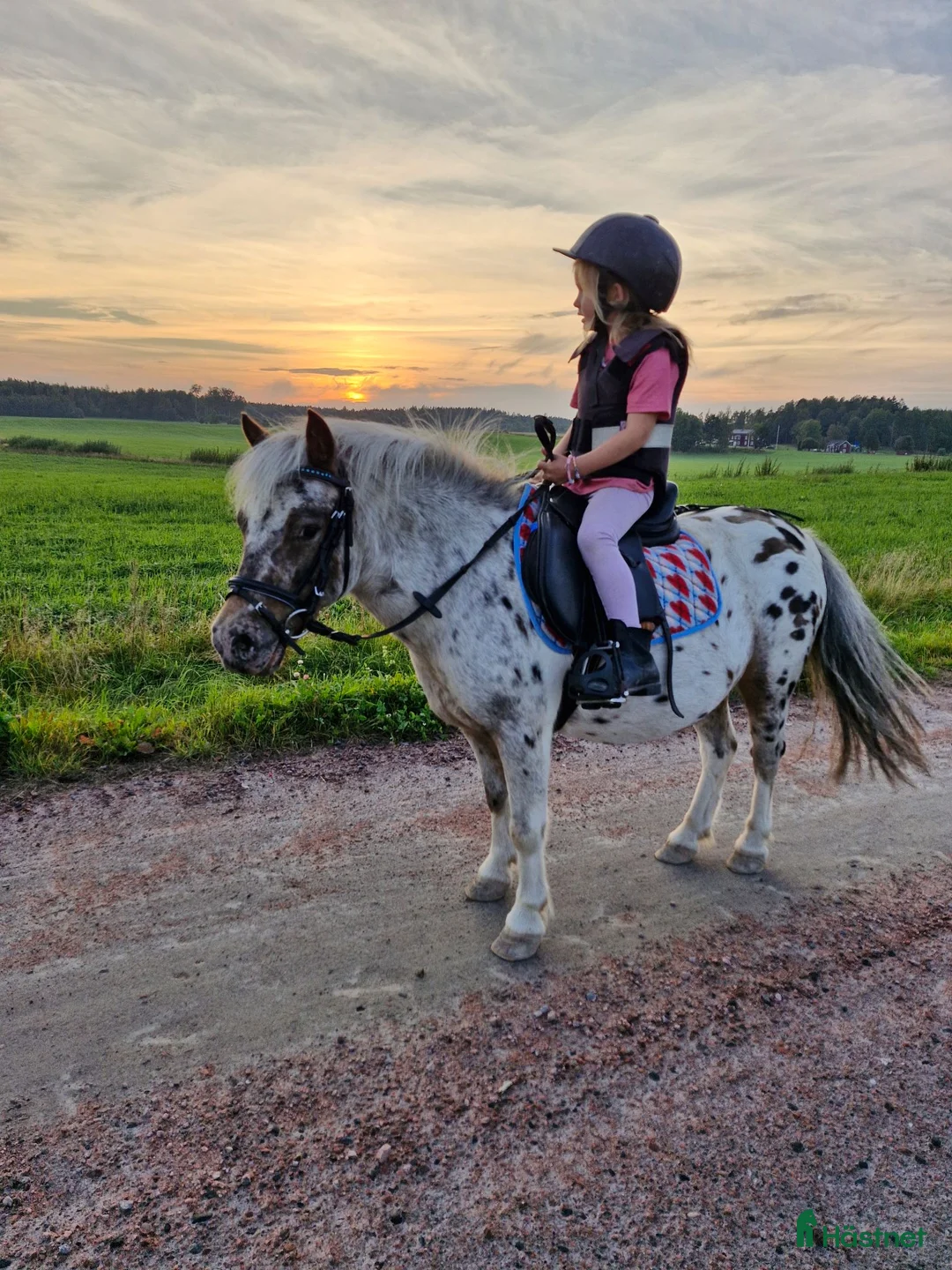 Allround hästar till salu: *Reserverad* Världens gladaste ponny - Annons 1