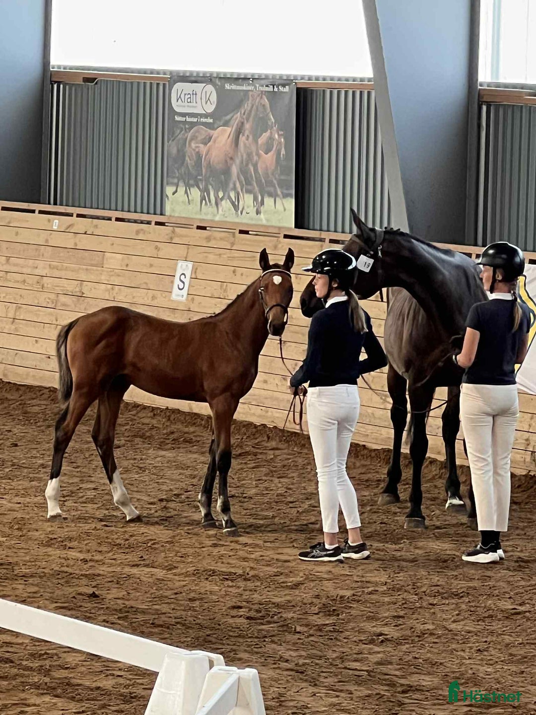 Hoppning hästar till salu: Premieföl med 9 i exteriör, stark hoppstam i Kisa - Annons 2