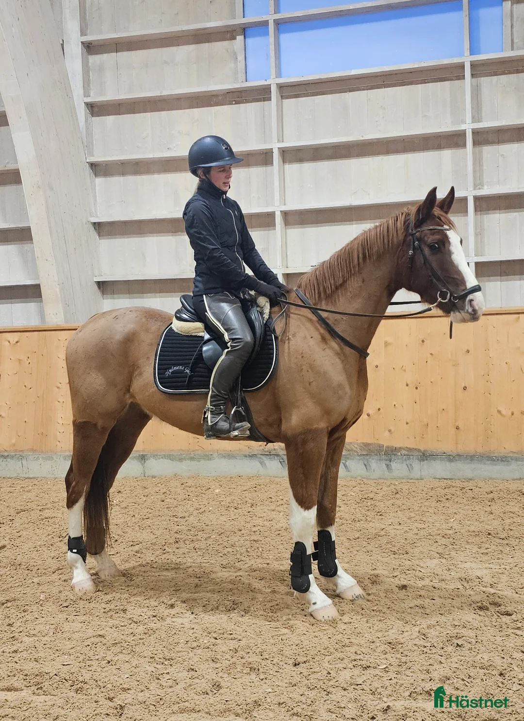 Dressyr hästar till salu: ✨️Charmig och social fux med 4 vita strumpor. ✨️ i Stora Skedvi - Annons 1