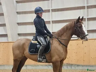 hästar ✨️Charmig och social fux med 4 vita strumpor. ✨️ i Stora Skedvi - Annons 4