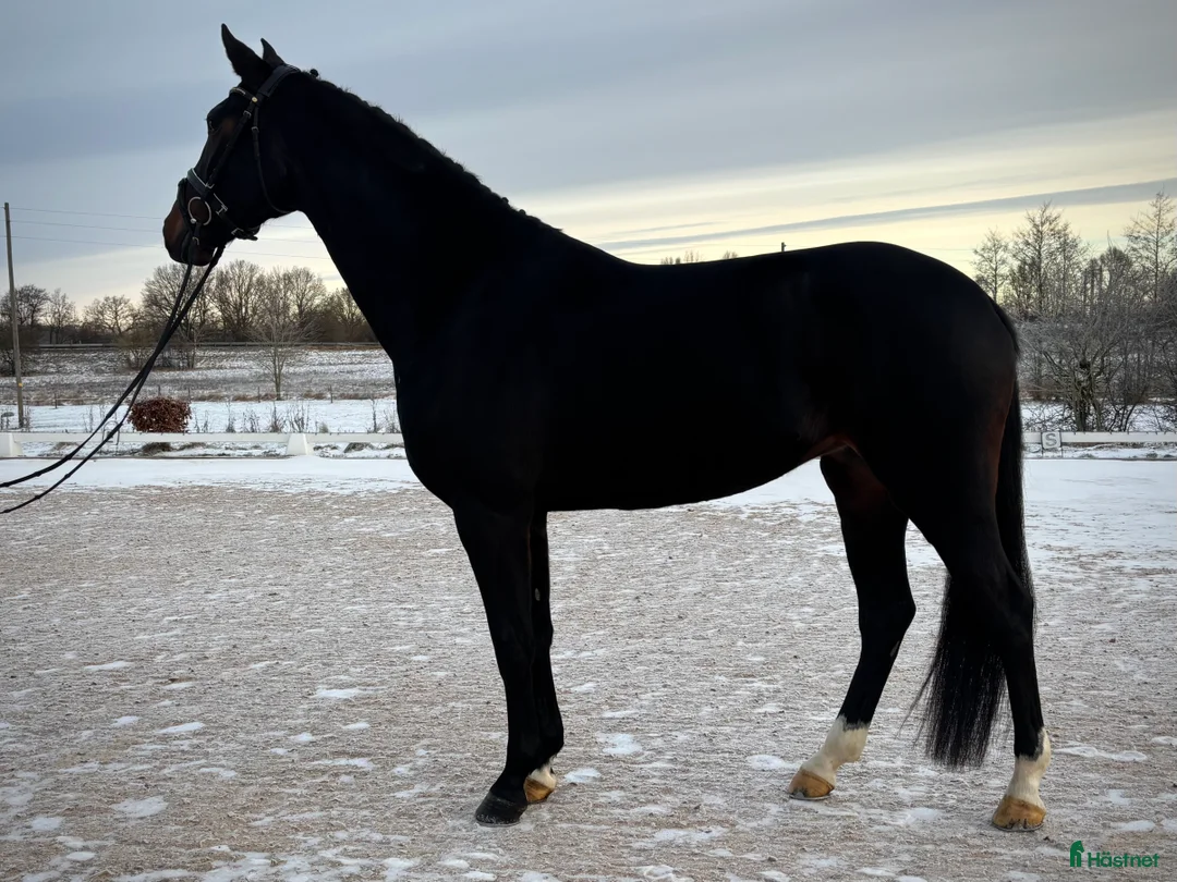 Dressyr hästar till salu: 5 årig dressyrballerina i Bjuv - Annons 3