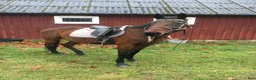  foderhäst finnes: Varmblodsto som är trevlig familjehäst uthyres - Annons 1