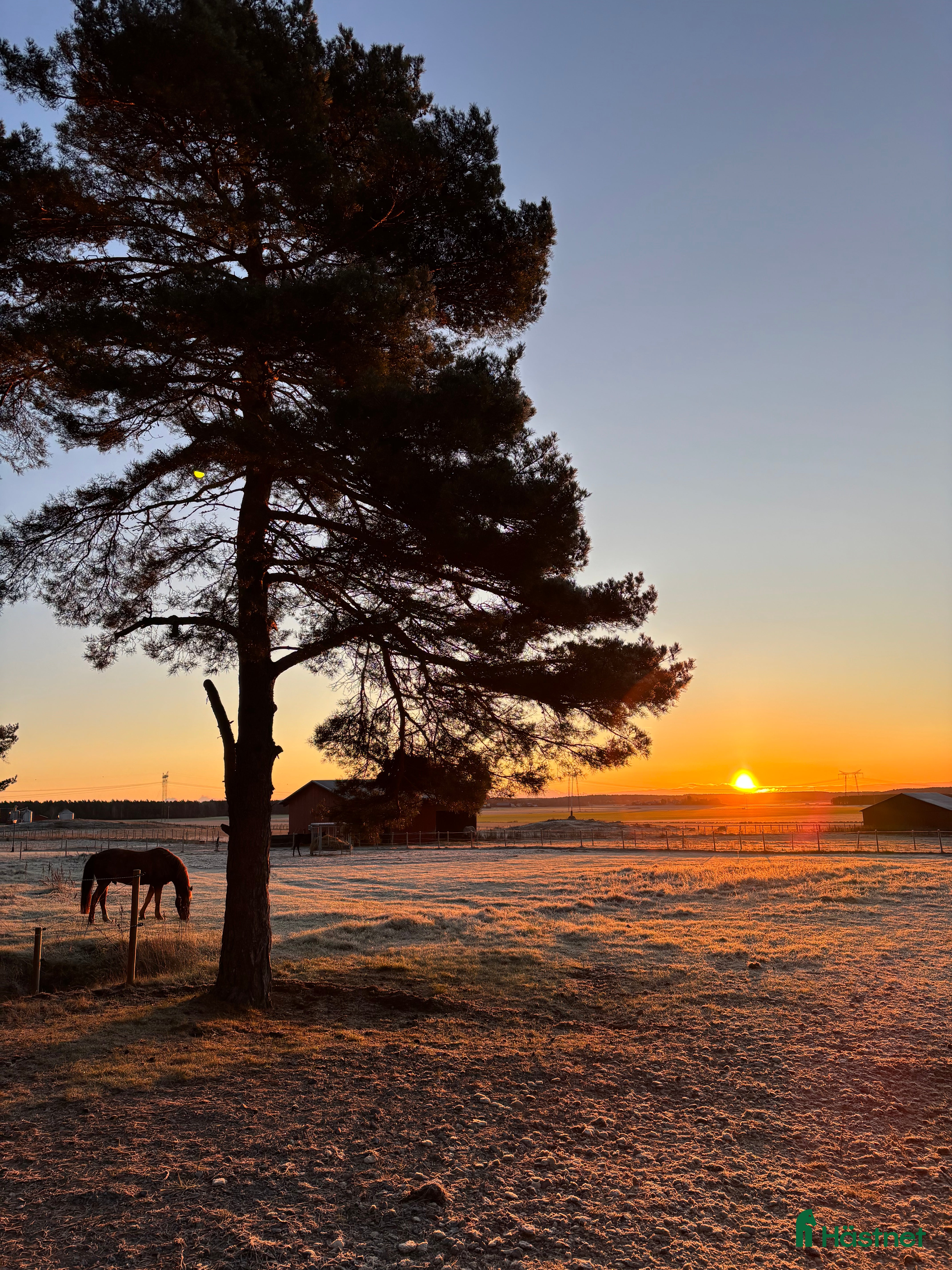  stallplats Lösdrift med fullservice för unghästar  i Bålsta - Annons 3