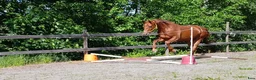 Allround hästar till salu: Trevlig 5 årigt SWB-sto - Annons 6