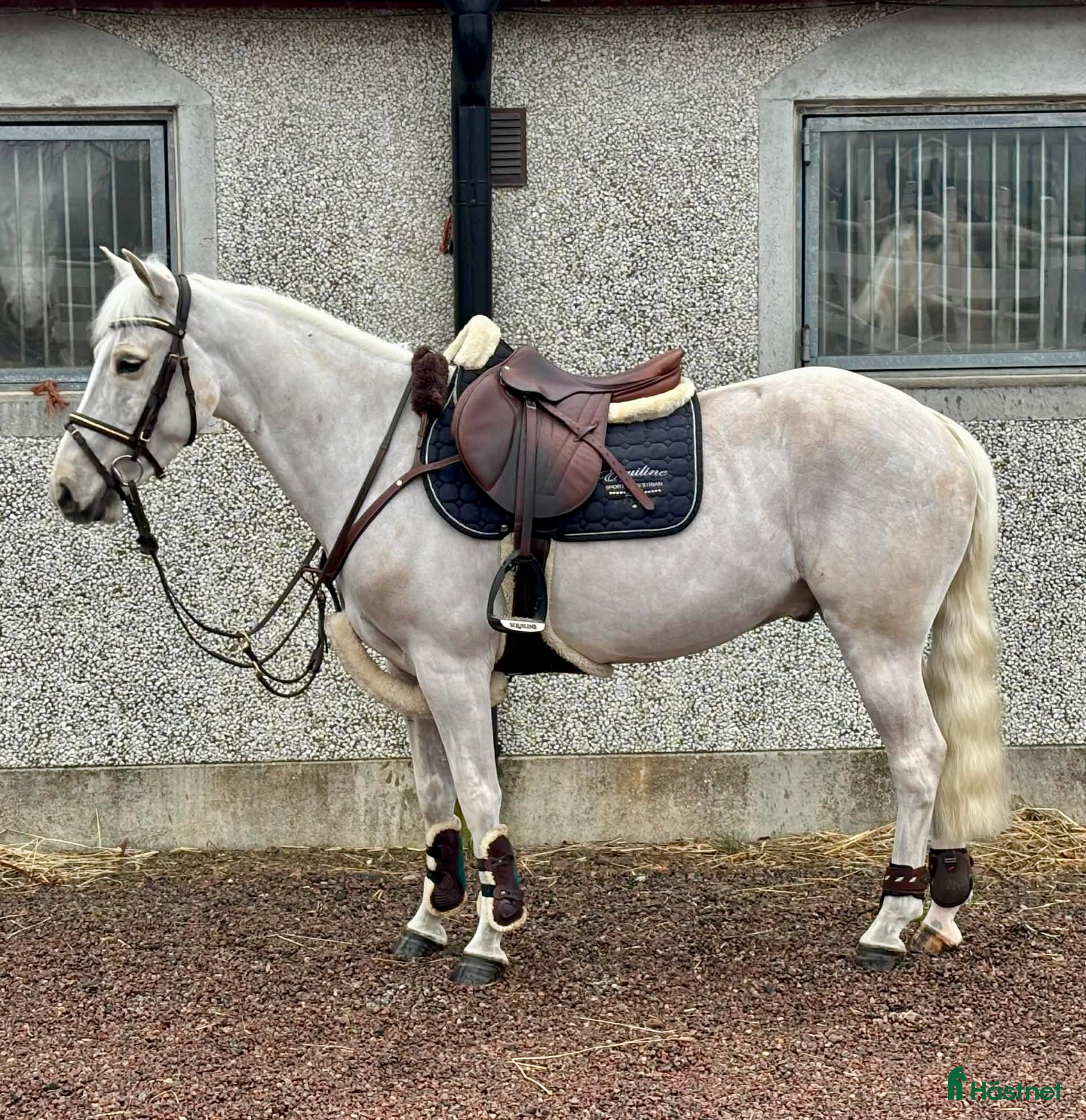  hästar SUPERSNÄLL PONNY 🩵 - Annons 2