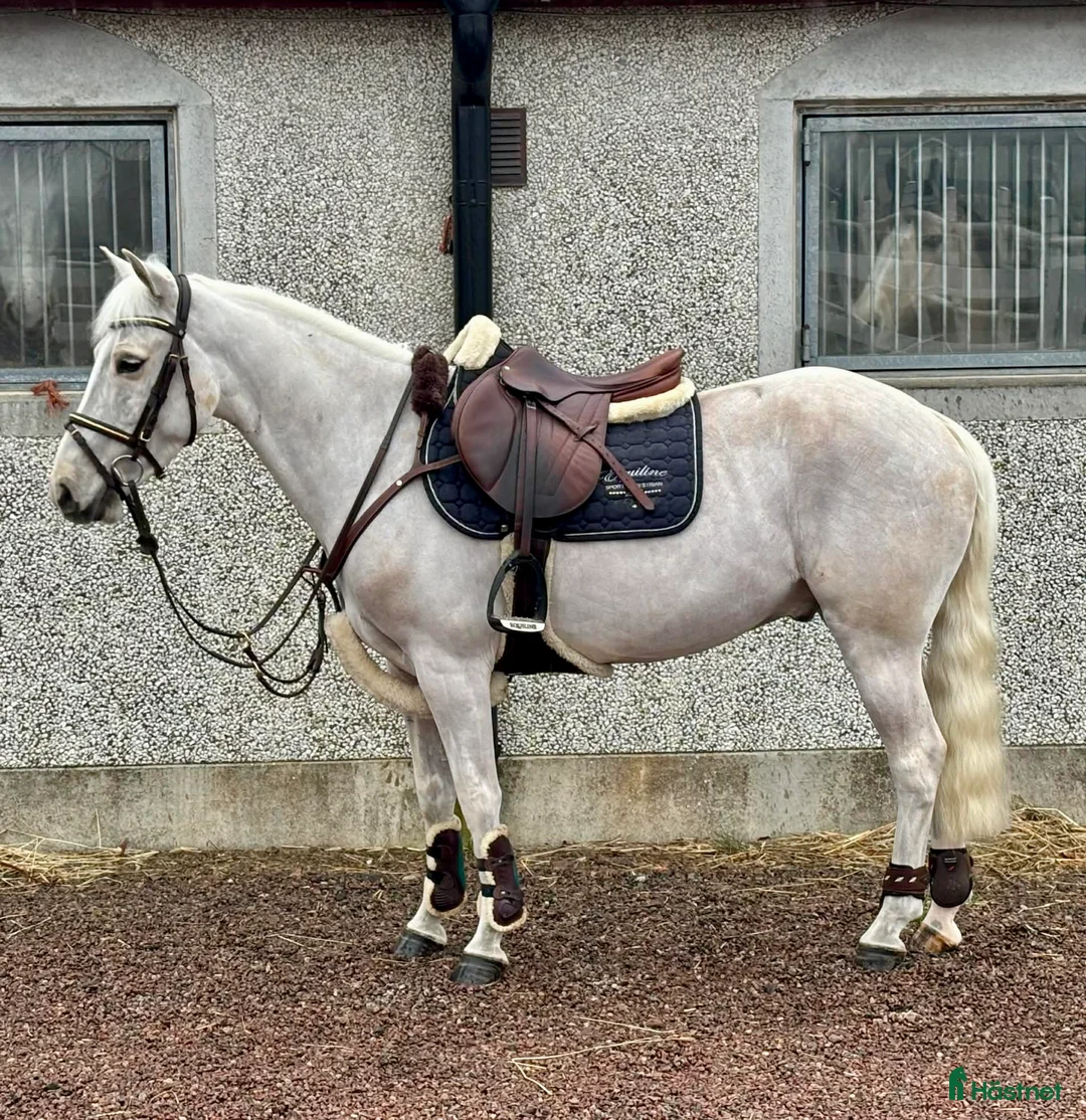 Allround hästar till salu: SUPERSNÄLL PONNY 🩵 - Annons 1