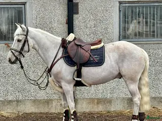 hästar SUPERSNÄLL PONNY 🩵 - Annons 2