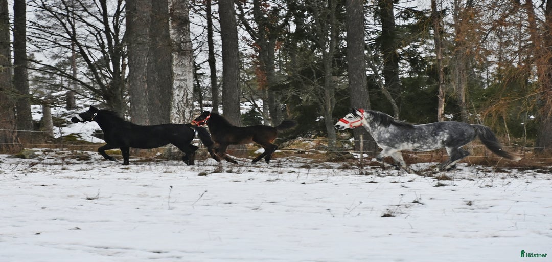 Galleribild {{count}}