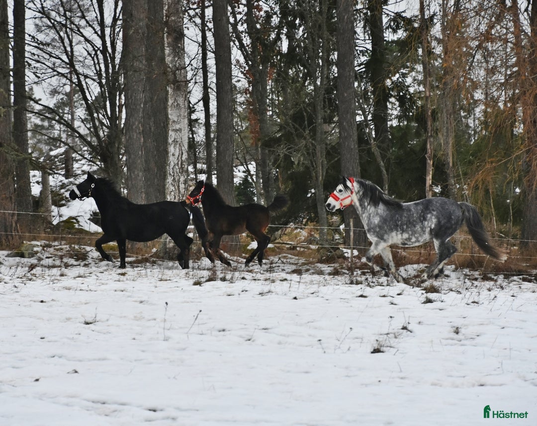 Galleribild {{count}}