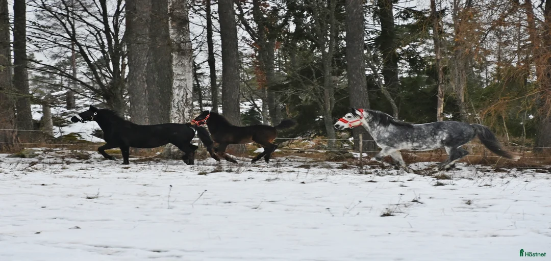 Galleribild {{count}}