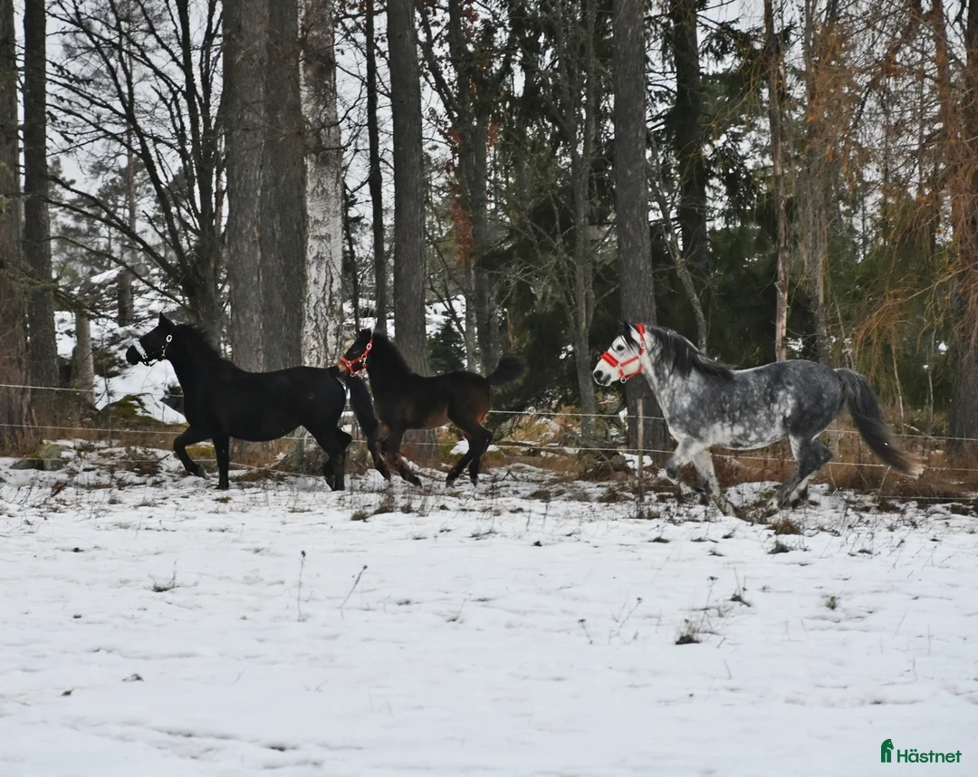 Galleribild {{count}}