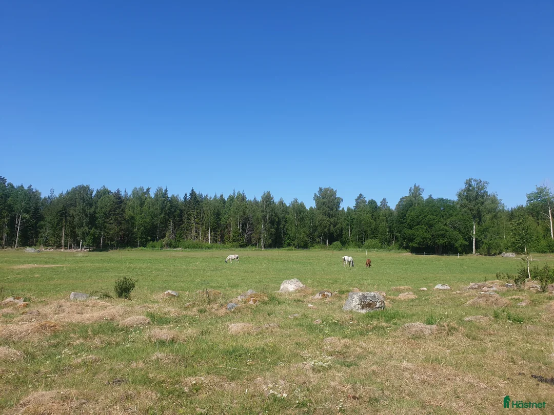  stallplats finnes: Sommarbete 2026 i Östervåla - Annons 2