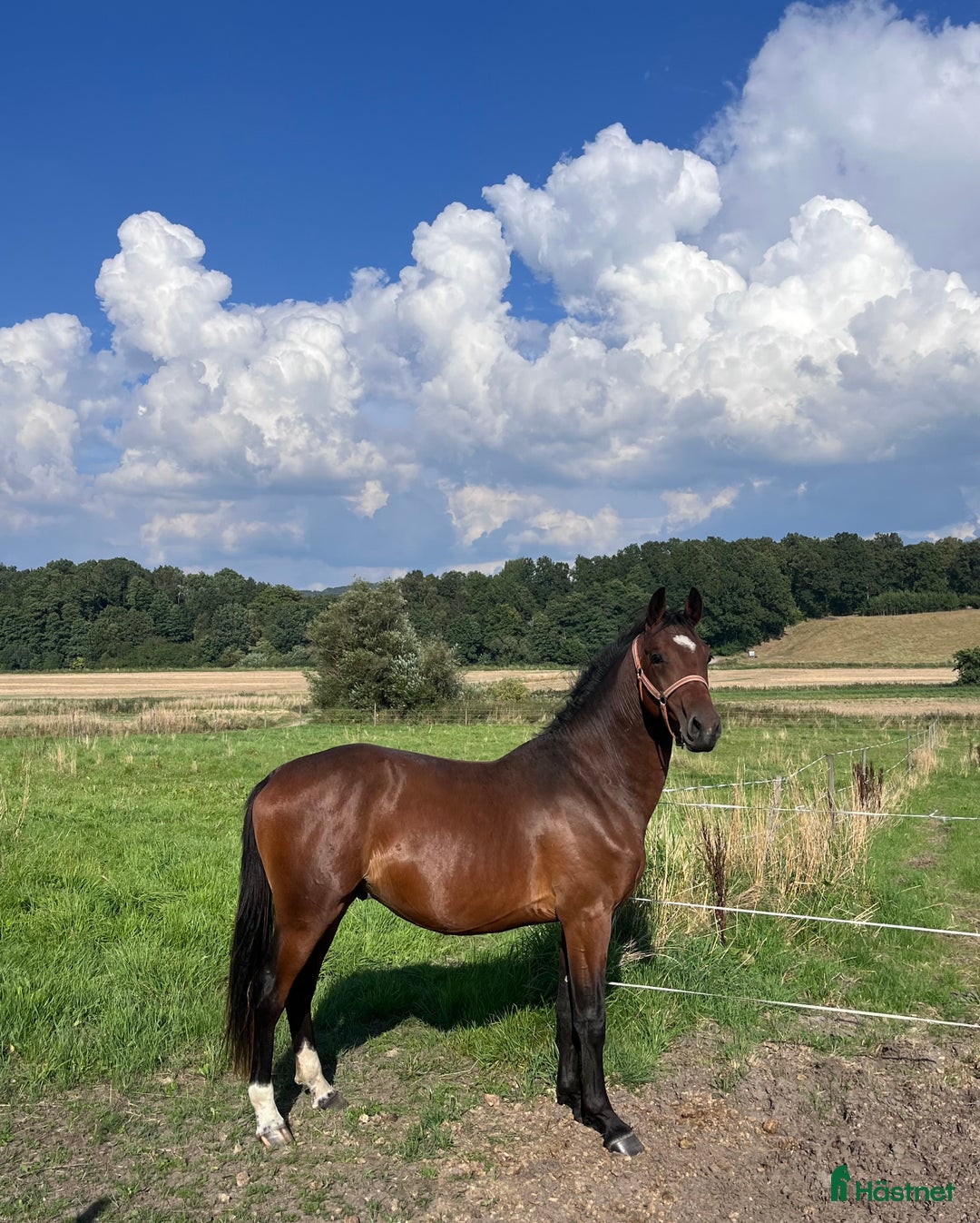 Hoppning hästar till salu: Swb 2åring för framtiden i Kågeröd - Annons 4