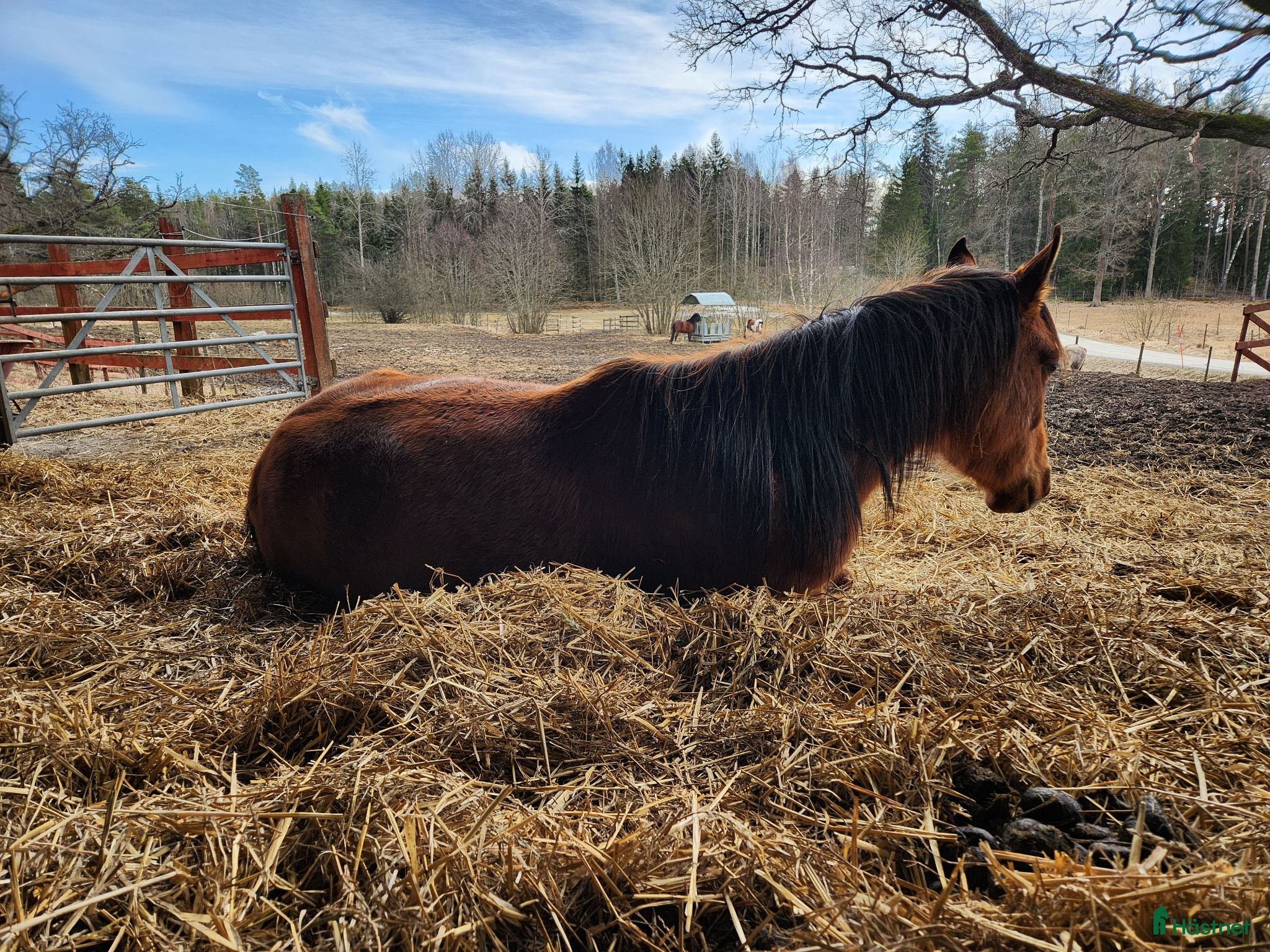  stallplats Helinackordering lösdrift  - Annons 1