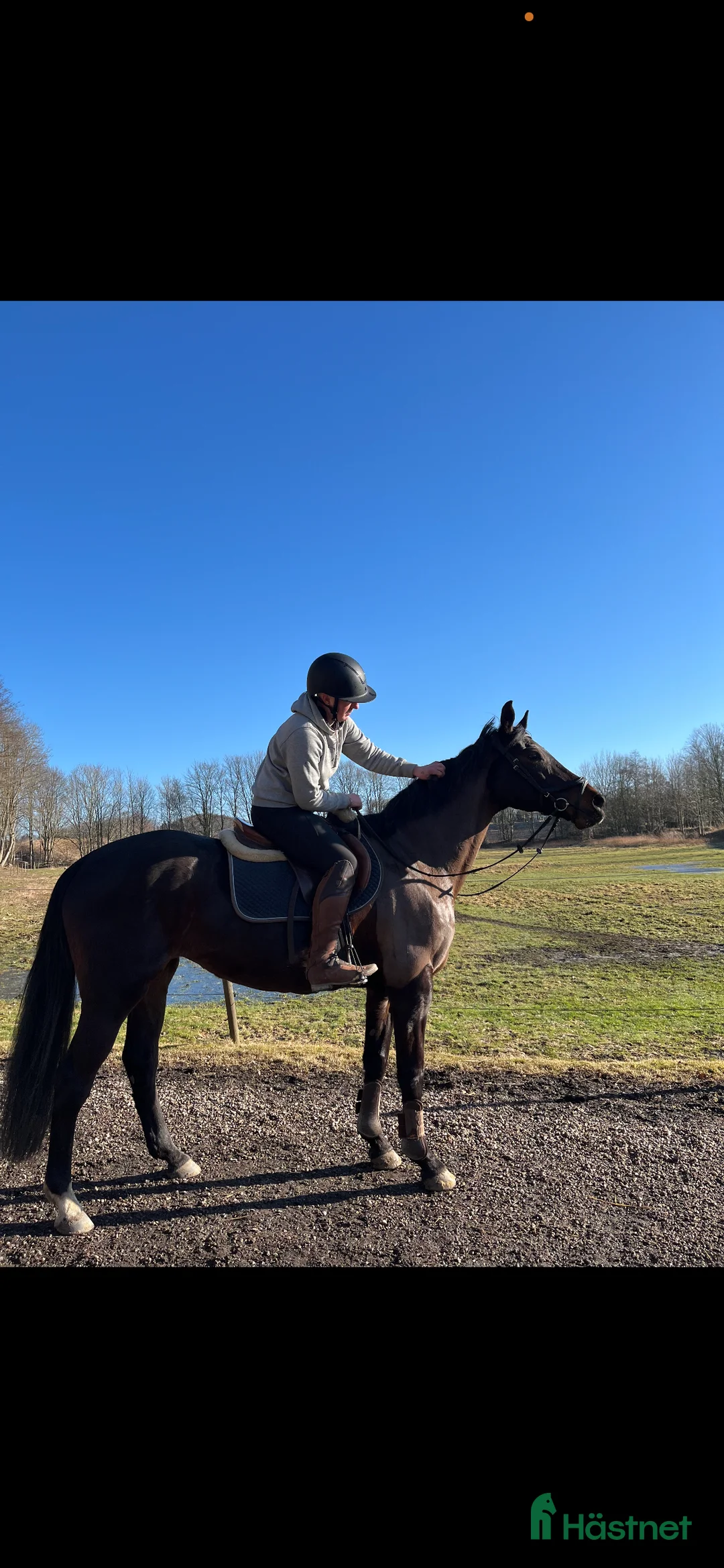 Allround hästar till salu: Trevligt Feminint Sto i Borrby - Annons 1