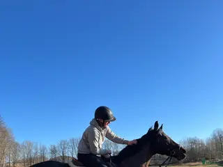 hästar Trevligt Feminint Sto - Annons 1