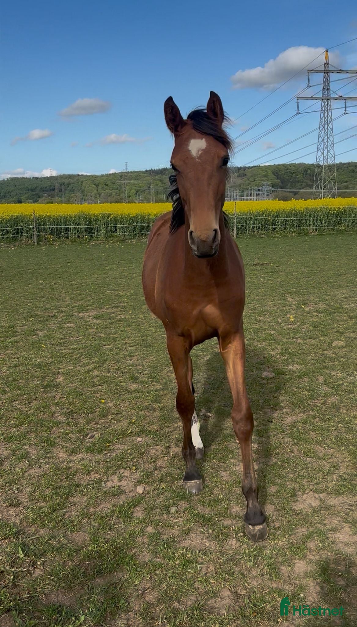  hästar Zafferano sto - Annons 8