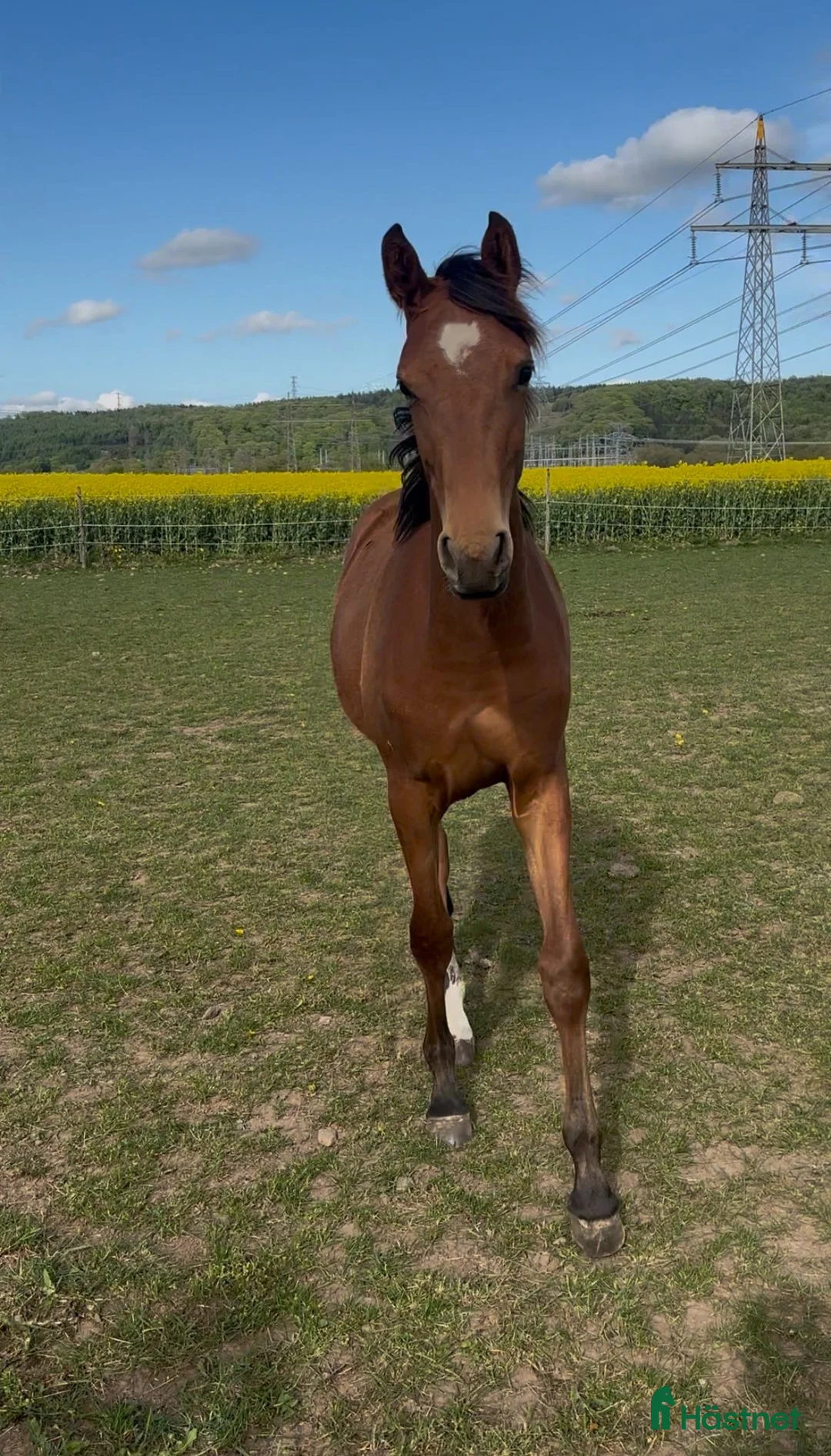 Dressyr hästar till salu: Zafferano sto - Annons 1