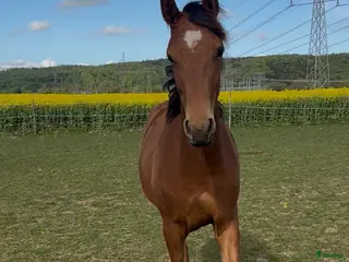 hästar Zafferano sto - Annons 8