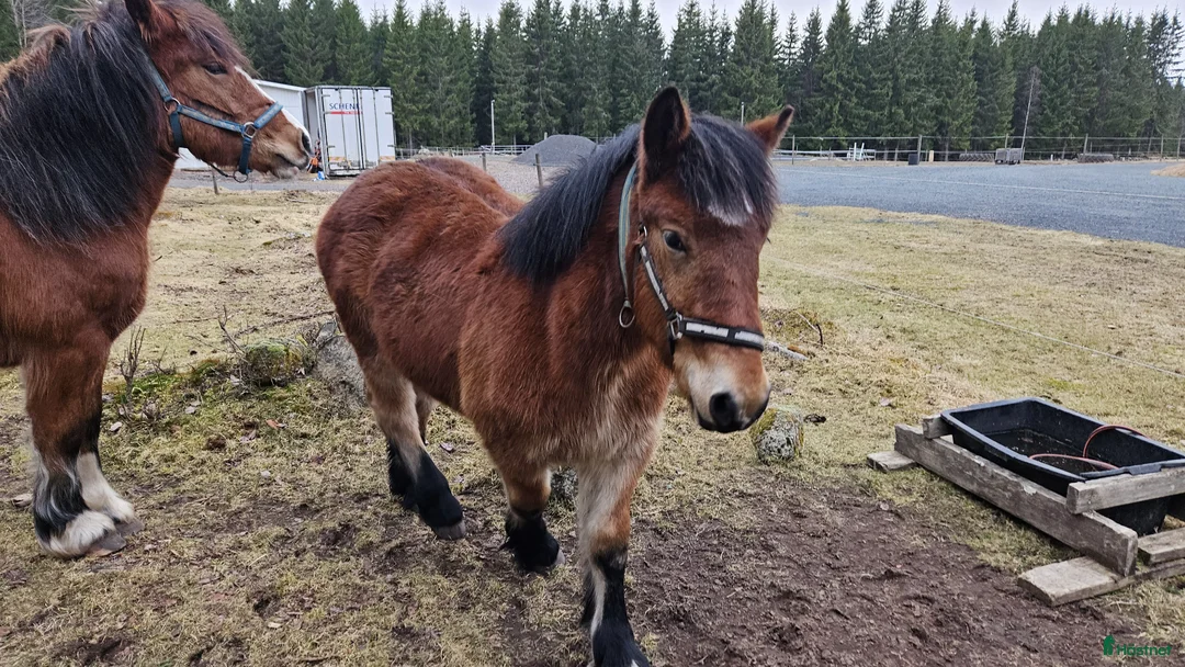 Allround hästar till salu: Ardennertös - Annons 3