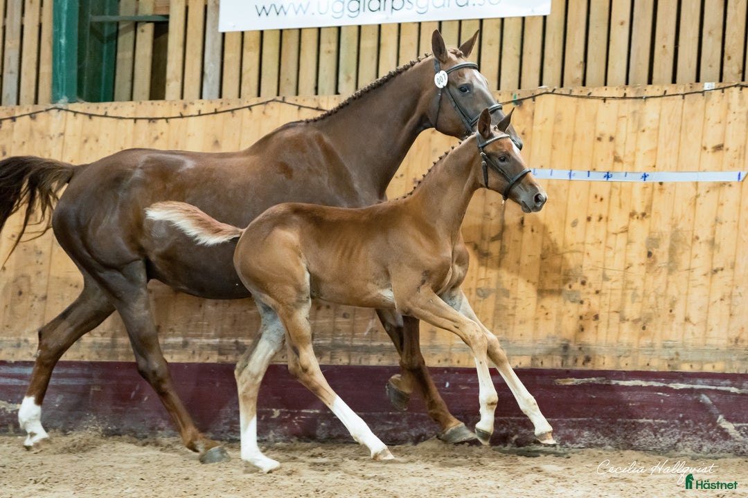 Hoppning hästar till salu: Sveriges högst bedömda hoppföl! i Hörby - Annons 2